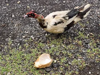 Kualoa Coconut Man