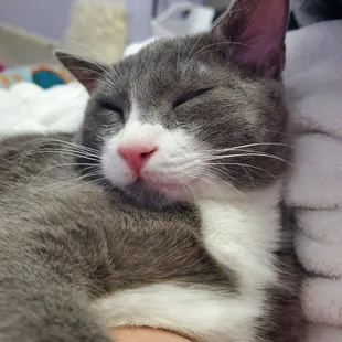 A happy and sleepy kitten after his vet visit