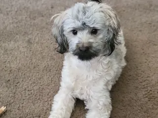 Mountain View Animal Clinic