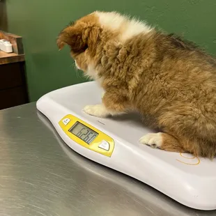 Our puppy Roo was terrified, but the team at The clinic were kind, and friendly. Super Affordable, too! He gained 4 Pounds in one month!