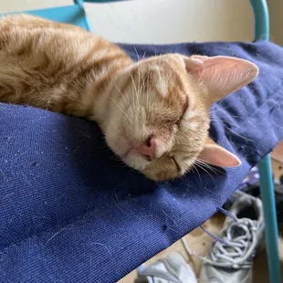 Kitten, healthy at four months