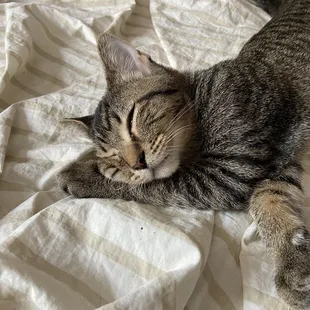 Kitten, healthy at 4 months