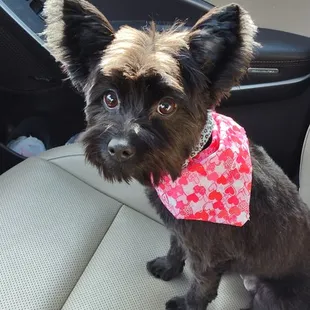 after grooming; sun above.