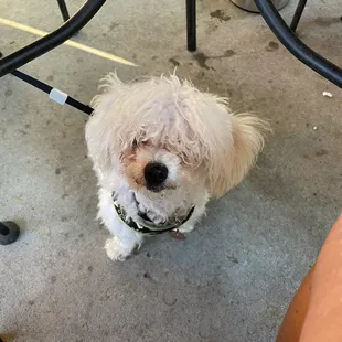 Oakley got her own water and some treats.