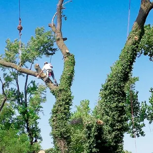 Tree Trimming