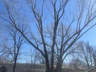 Curtis Thompson's Tree Service