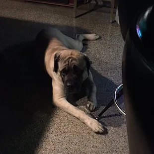 Shadow the resident dog