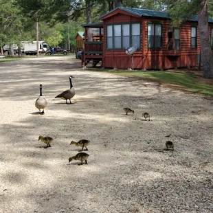 Abita Springs resort