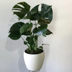 Monstera plant