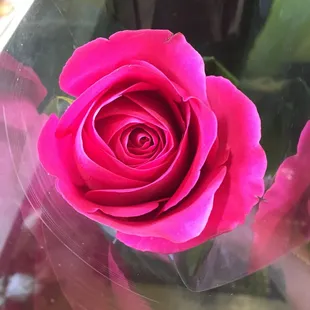 My fragrant birthday rose