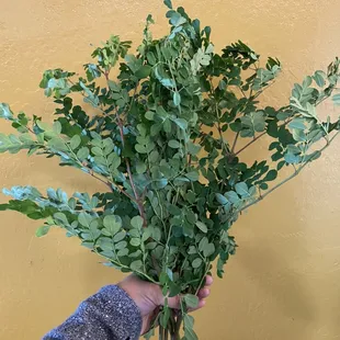 a person holding a bunch of green plants