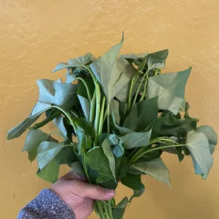 a hand holding a bunch of plants