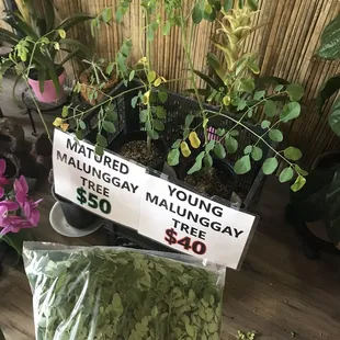 The super fruit tree, the leaves and it's fruit