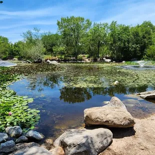 Beautiful pond.