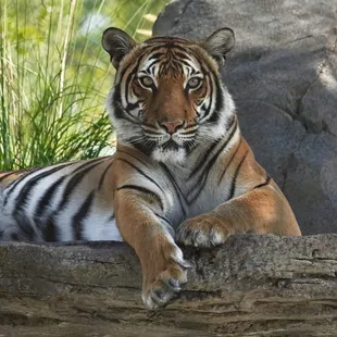 A Malayan tiger relaxes in the new Asia expansion
