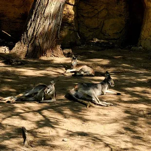 Kangaroos