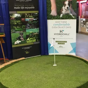 a dog on the putting green
