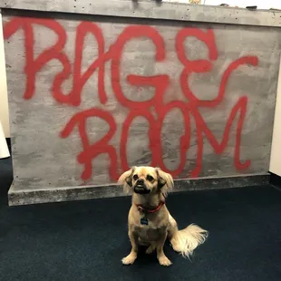 @Dobby_Pup approves!