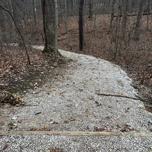 Just a cool walk in the woods