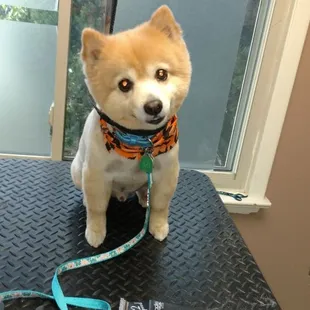 Coco patiently waiting to go home!