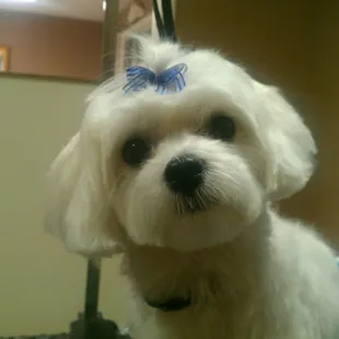 Kixie looking cute in her BLUE bow!