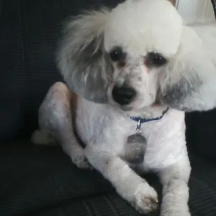 WinStan the man... Chilling at home after his spaw day! Thanks, dad for sharing this pic with us!