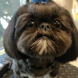 I shihtzu not, we absolutely paws-itively love grooming!