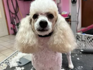 Shampoodles Grooming Salon Spa & Boutique