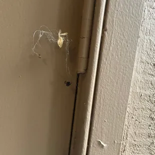 Black widows all over, despite requests for spraying that took weeks and weeks.