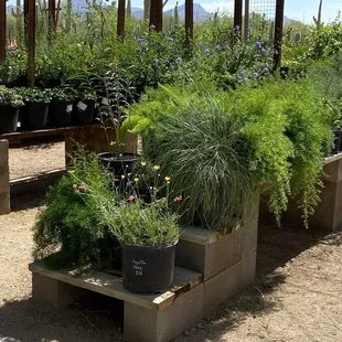 Covered plants!