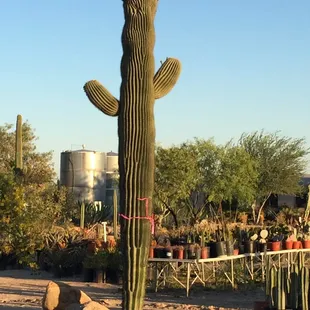 Crestated saguaro