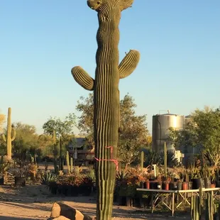 A beautiful one of a kind specimen Crestated saguaro