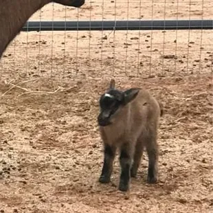 The brown one with her big horns yeah this is her :) she was my best friend!