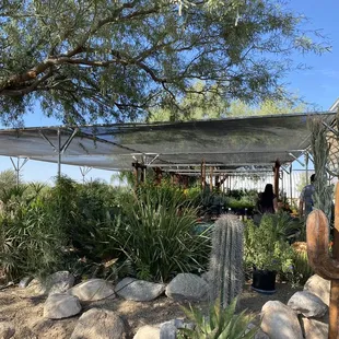 Great saguaros and prices