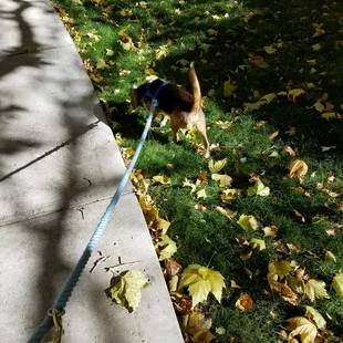 On the grass, sidewalk, blacktop, or gravel.