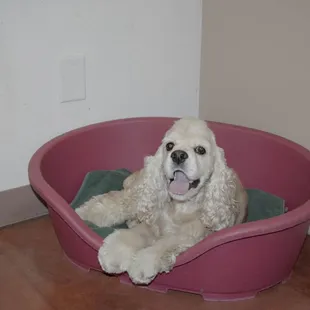 Bradley is relaxing after playtime