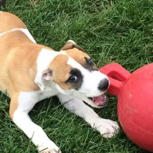 Doggie daycare available Monday -Sarurday 8am till 4pm only $14.00 a day.