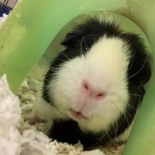 Small animal boarding service availbe