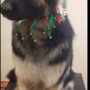 Call and book your pets grooming appointments.