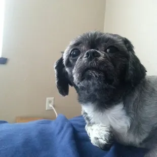 Beast. Shaved. Looked like an ewok before.