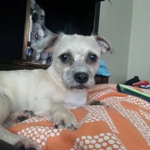 Badger. Shaved. He always has this face.