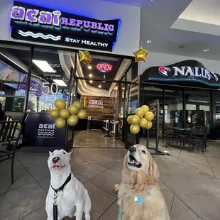 two dogs on leashes in front of a restaurant