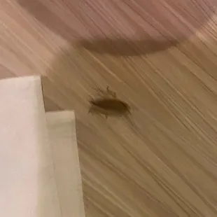 Cockroach on table