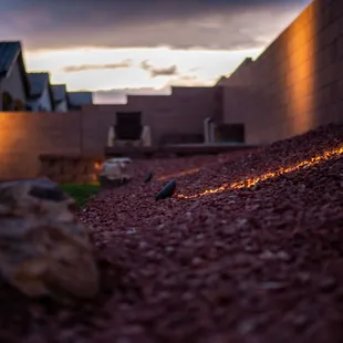 a bird on the ground