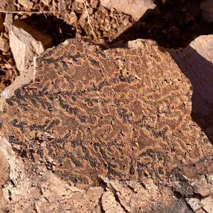 Manganese and iron dendritic rocks near the beginning of the hike