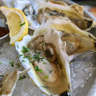 Shooting Point Oysters. 12 for $24. Eastern Shore, Virginia. Champagne mignonette.