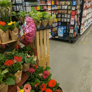a variety of flowers on display