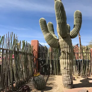 Ocotillo living fence is a natural screen