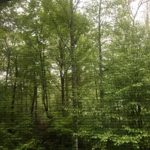 View from our bedroom window