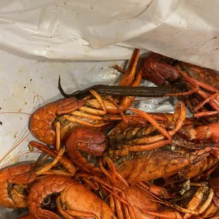obsters in a plastic bag